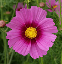 Load image into Gallery viewer, 300 Radiance Cosmos Flower Seeds