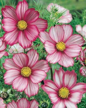Load image into Gallery viewer, 300 Picotee Cosmos Flower Seeds