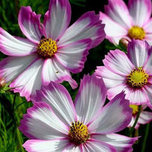 Load image into Gallery viewer, 300 Picotee Cosmos Flower Seeds