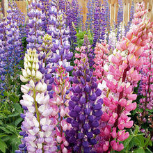 Load image into Gallery viewer, 100 Rainbow Mix Lupine Flower Seeds