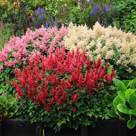 fertilizer for astilbe plants 50 Bunter Astilbe Flower Seeds