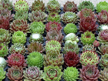 Load image into Gallery viewer, 50 "Hippie Chicks" Succulent Sempervivum Flower Seeds