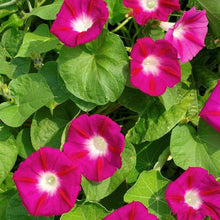 Load image into Gallery viewer, 50 Scarlet O'Hara Morning Glory Flower Seeds