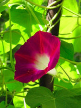 Load image into Gallery viewer, 50 Scarlet O'Hara Morning Glory Flower Seeds