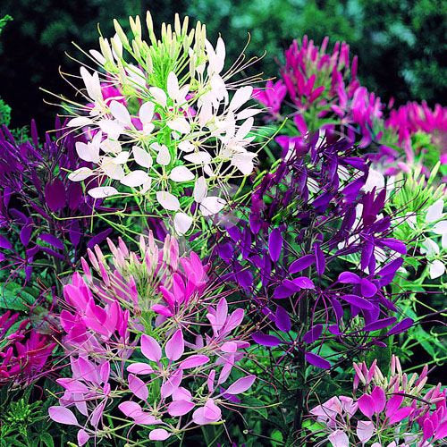 plant cleome seeds 300 Cleome Queen Mixed Color Flower Seeds