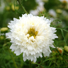 Load image into Gallery viewer, 50 Double Dutch White Cosmos Flower Seeds