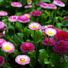 Load image into Gallery viewer, 200 English Daisy Flower Seeds