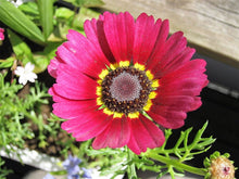 Load image into Gallery viewer, 200 Painted Daisy Flower Seeds