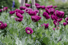 Load image into Gallery viewer, 500 Lauren's Grape Poppy Flower Seeds
