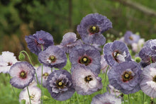 Load image into Gallery viewer, 100 "Amazing" Grey Poppy Flower Seeds