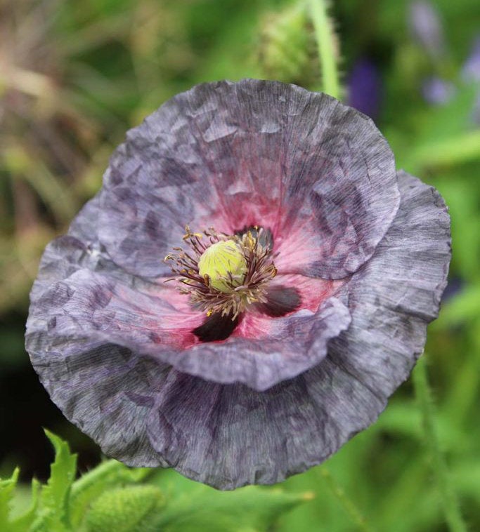 grey poppy flower seeds 100
