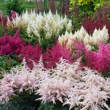 Load image into Gallery viewer, 50 Bunter Astilbe Flower Seeds