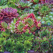 Load image into Gallery viewer, 50 "Hippie Chicks" Succulent Sempervivum Flower Seeds