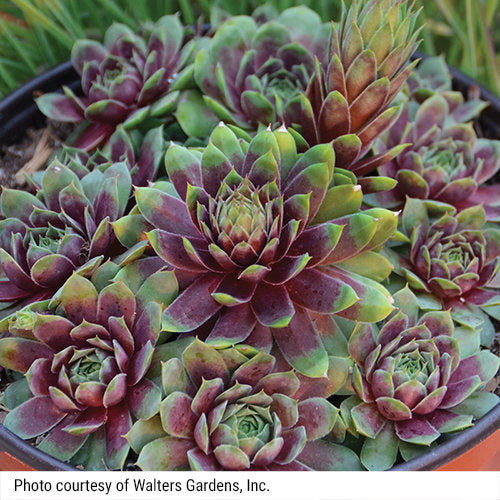 succulent plant with seeds on leaves 50 Hippie Chicks Succulent Sempervivum Flower Seeds