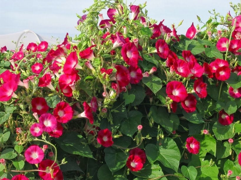 50 Scarlet O'Hara Morning Glory Flower Seeds