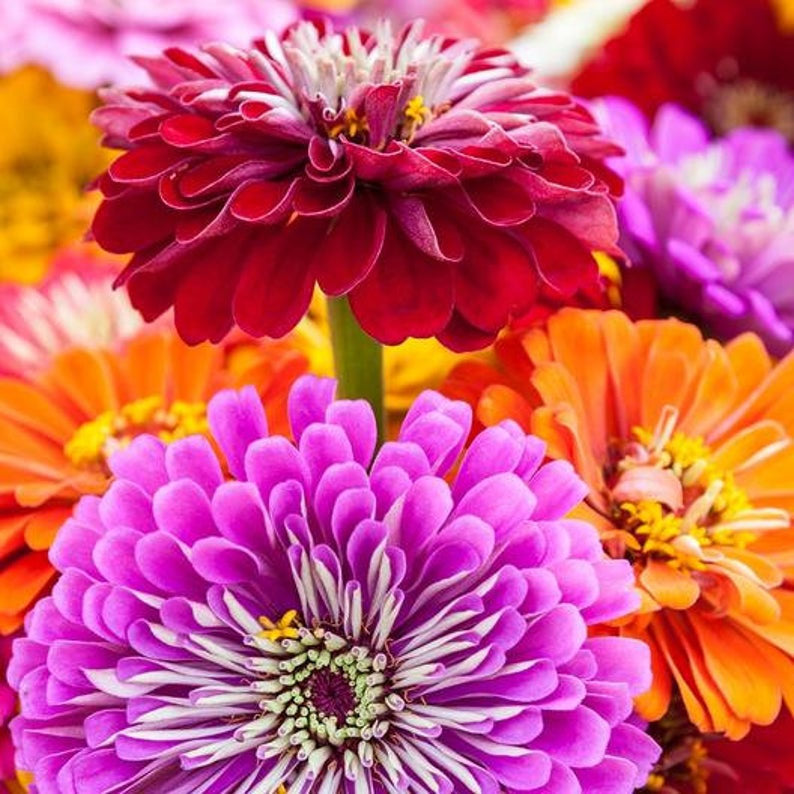 zinnia flower seed mix 100 Giant Gold Medal Mixed Color Zinnia Flower Seeds