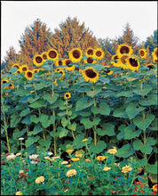 Load image into Gallery viewer, 20 American Giant Sunflower Seeds