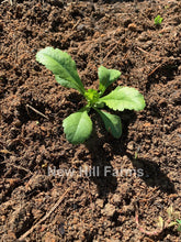 Load image into Gallery viewer, 50 Mixed Color Scabiosa / Pincushion Flower Seeds