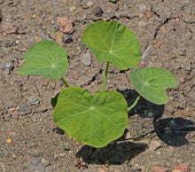 Load image into Gallery viewer, 25 "Peach Melba" Nasturtium Flower Seeds