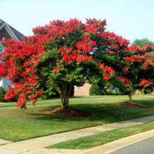 Load image into Gallery viewer, 25 Red Dynamite Crepe Myrtle Tree Seeds