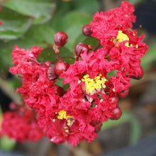 Load image into Gallery viewer, 25 Red Dynamite Crepe Myrtle Tree Seeds