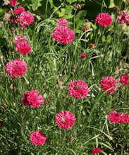 Load image into Gallery viewer, 300 Dark Red Bachelor Button Seeds