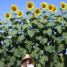 Load image into Gallery viewer, 20 American Giant Sunflower Seeds
