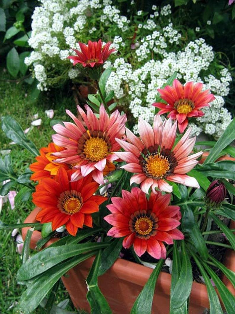 planting gazania seeds 50 Gazania Flower Seeds