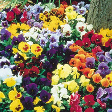 Load image into Gallery viewer, 200 Swiss Giants Pansy Mixed Color Flower Seeds