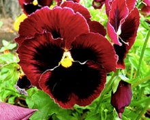 Load image into Gallery viewer, 200 Swiss Giants Pansy Mixed Color Flower Seeds