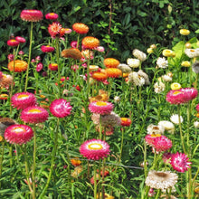 Load image into Gallery viewer, 300 Tall Mixed Color Strawflower Flower Seeds