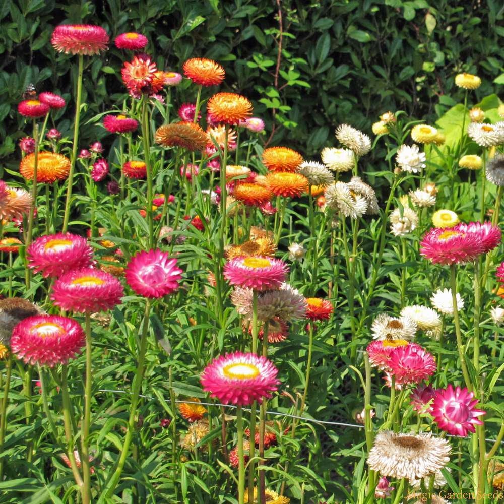 300 Tall Mixed Color Strawflower Flower Seeds – New Hill Farms