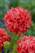 Load image into Gallery viewer, 500 Salmon Double Peony Poppy Flower Seeds