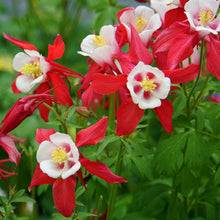Load image into Gallery viewer, 25 Crimson Star Columbine Flower Seeds