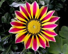 Load image into Gallery viewer, 50 Gazania Flower Seeds