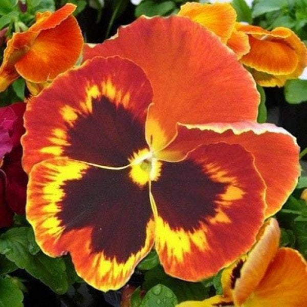 Ferry-Morse Pansy Swiss Giant Mixed Colors Flower Seeds (Seed
