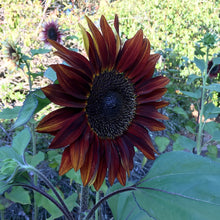 Load image into Gallery viewer, 25 Moulin Rouge Sunflower Seeds