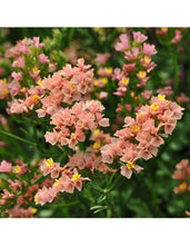 Load image into Gallery viewer, 50 Pacific Apricot Statice Flower Seeds