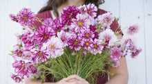 Load image into Gallery viewer, 25 Double Click Violet Cosmos Flower Seeds