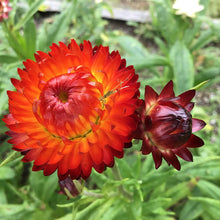 Load image into Gallery viewer, 200 Copper Red Strawflower Flower Seeds