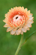 Load image into Gallery viewer, 100 Peach Apricot Strawflower Flower Seeds
