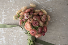 Load image into Gallery viewer, 100 Peach Apricot Strawflower Flower Seeds