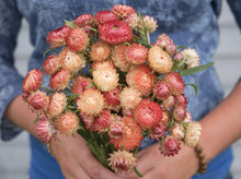 Load image into Gallery viewer, 100 Peach Apricot Strawflower Flower Seeds