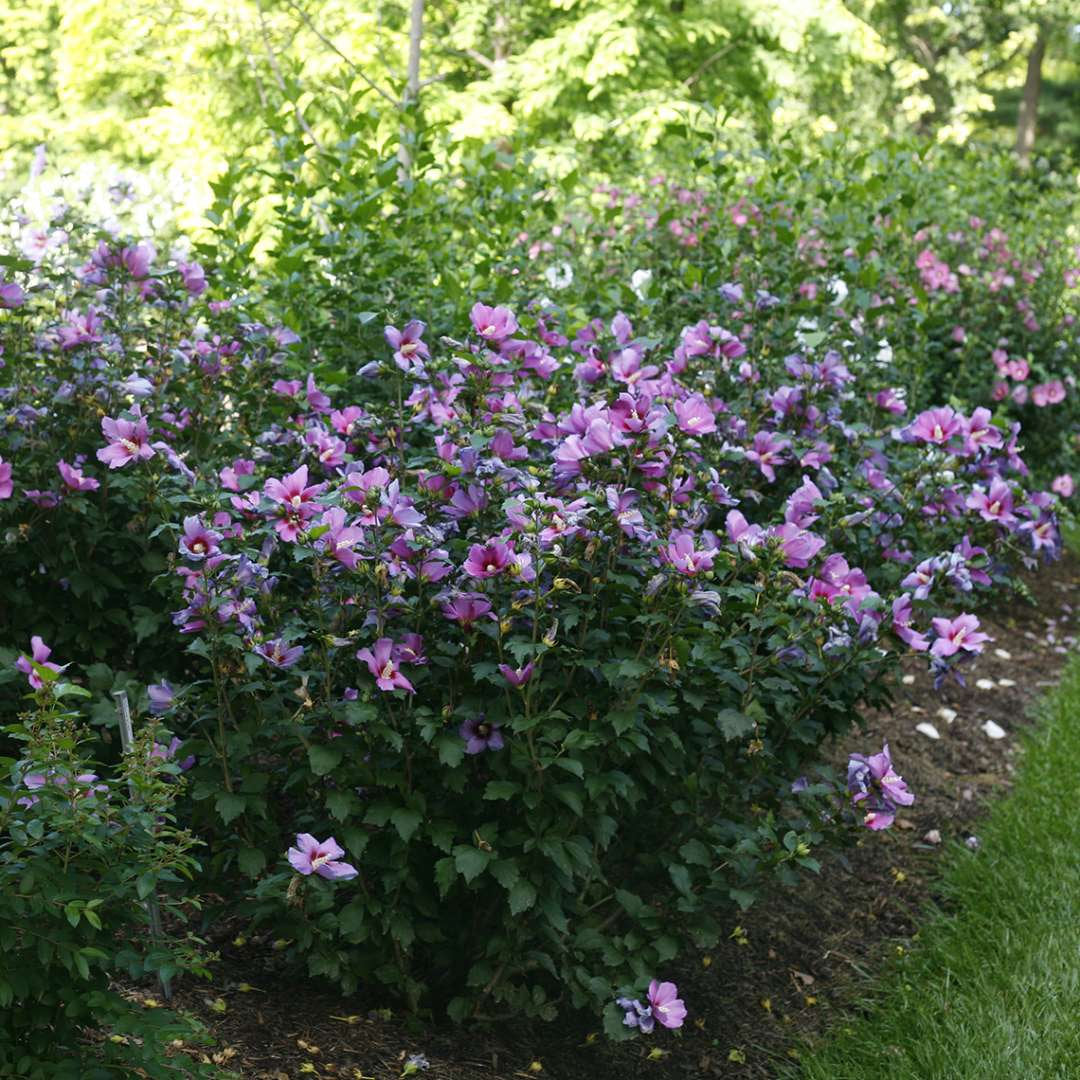 rose of sharon seeds for sale 25 Purple Rose of Sharon Hibiscus Flowering Shrub Seeds