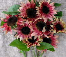 Load image into Gallery viewer, 25 Strawberry Sunrise Pink Sunflower Seeds