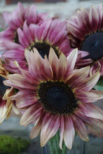 Load image into Gallery viewer, 25 Strawberry Sunrise Pink Sunflower Seeds