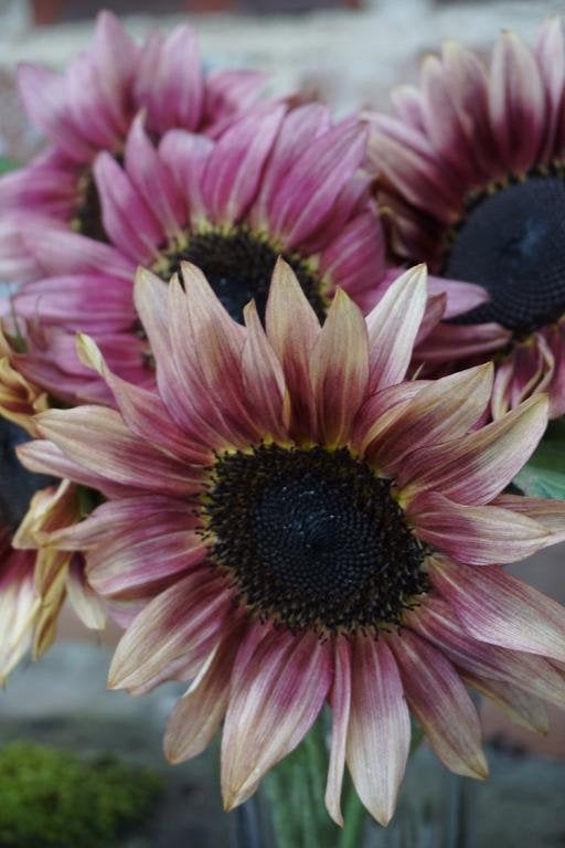 rose pink sunflower seeds 25 Strawberry Sunrise Pink Sunflower Seeds