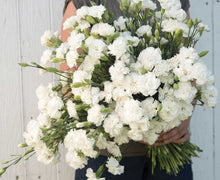 Load image into Gallery viewer, 100 Jeanne Dionis White French Carnation Seeds