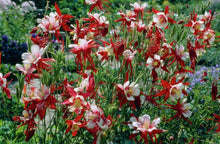 Load image into Gallery viewer, 25 Crimson Star Columbine Flower Seeds