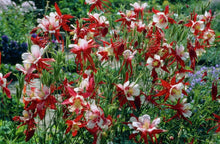 Load image into Gallery viewer, 50 Crimson Star Columbine Flower Seeds
